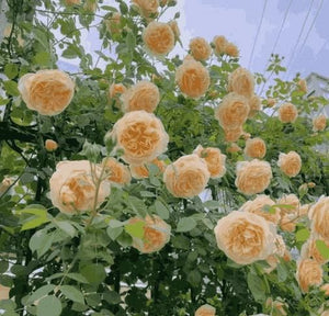 Flick Elegant Climbing Rose Flower Seeds